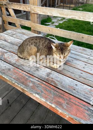 A tabby cat is peacefully napping on a rustic wooden picnic table in a farm or rural setting. Stock Photo