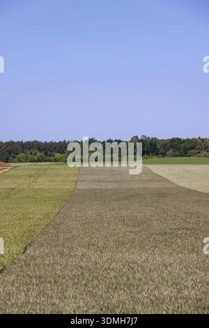 an agricultural field with different types of cereals that have different colors, wheat and rye in the field grow next to each other, a large number o Stock Photo