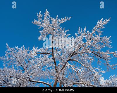 frosty tree branches against bright blue sky Stock Photo