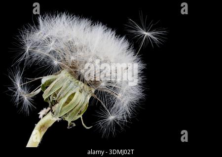 Macro shot of fluffy white dandelion seed head with flying seeds isolated on black background Stock Photo