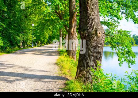A gravel path lined with tall trees runs alongside Svet Pond in Trebon, Czechia. Sunlight filters through the leaves, casting shadows on the water, creating a tranquil atmosphere. Stock Photo