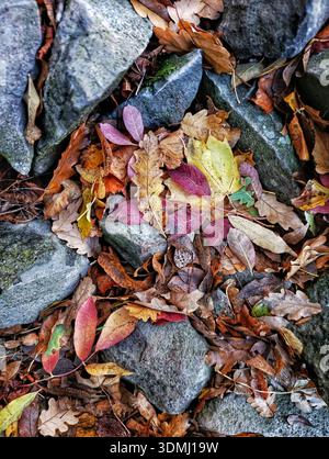 Fallen color leaves on the ground Stock Photo