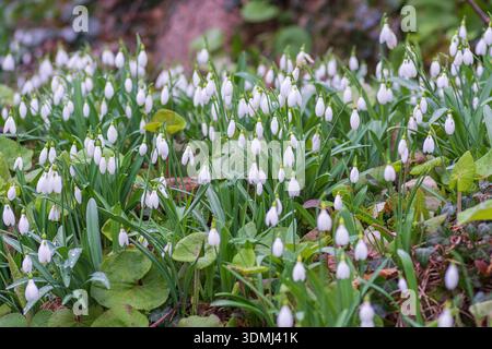 Drifts of snowdrops blooming in February, England, UK. Stock Photo
