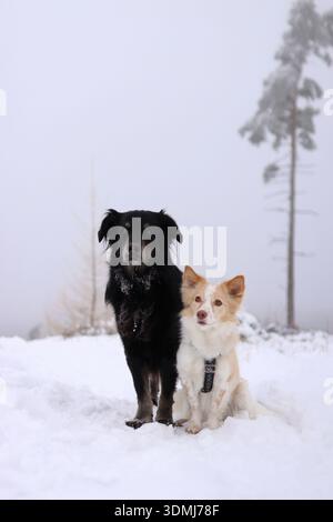Cute fluffy pack of dogs are on the snowy mountains. it is winter time and they are so majestic Stock Photo