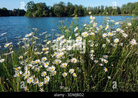 Ox eye daisies growing on the banks of the lake (Étang de la Ville Gaudu) at Lamballe, Côtes-d'Armor, Brittany, France Stock Photo