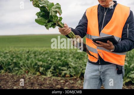 In orange colored uniform. Male farmer is standing and holding beet on the agricultural field. Stock Photo