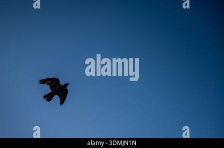Pigeon in silhouette against a clear blue sky Stock Photo