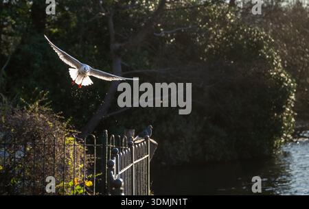 Black-headed gull in winter plumage. Bird in flight over the lake at Kelsey Park, a public park in Beckenham, Kent, UK. Stock Photo