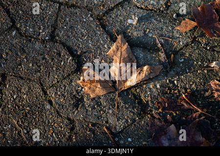 Fallen leaf lying on a path in afternoon sunlight Stock Photo
