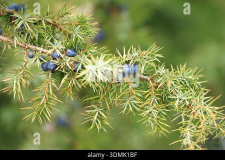 Common juniper berries on tree Stock Photo