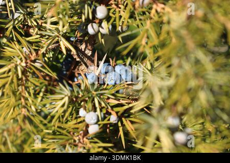 Common juniper berries on tree Stock Photo