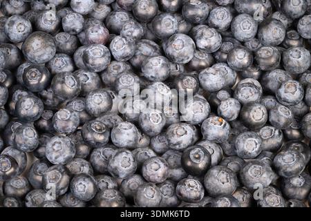 Close up blueberry texture creating seamless pattern, dense arrangement of round fruits forms abstract bluegray mosaic with subtle shadows, even light Stock Photo