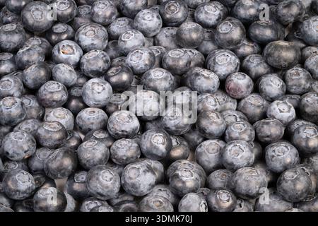 closeup blueberry background forming pattern, dense repetition creates organic texture and subtle color variation, ideal for packaging and surface des Stock Photo