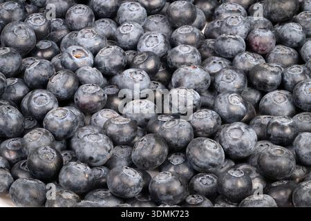 dense blueberry pattern creating background, uniform repetition and mosaic surface in cool monochrome hues, versatile for packaging, web and branding Stock Photo