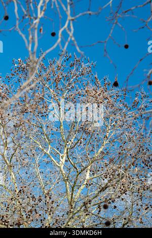 London plane trees (platanus hispanica) in winter with dangling seed pods (achenes) Stock Photo