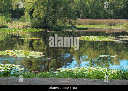 A serene waterfront landscape featuring clusters of vibrant green water lilies floating on a calm lake. The clear water perfectly reflects the surroun Stock Photo