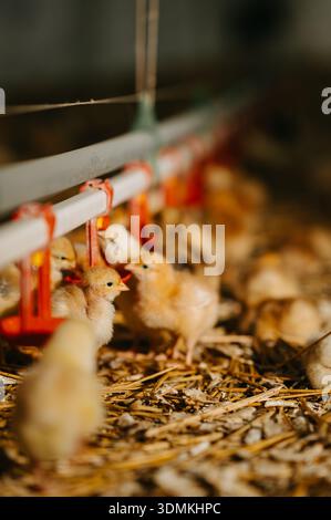 Charming little chicks enjoying drinks at a delightful poultry farm setting nearby Stock Photo