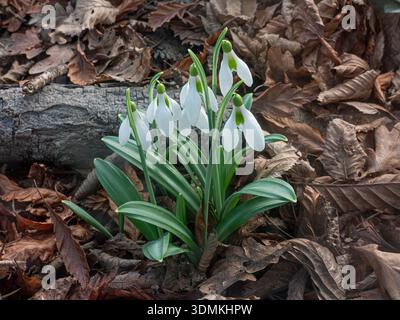 Snowdrops 'Galanthus plicatus Yaffle' growing in winter rustic environment. Natural rustic close view with autumnal leaves and tree branch UK Stock Photo