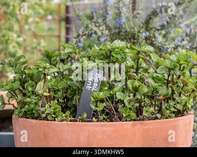 Basil Mint (Mentha × piperita f. citrata 'Basil') is a hardy, aromatic perennial herb that combines refreshing scent of mint with peppery Basil UK Stock Photo