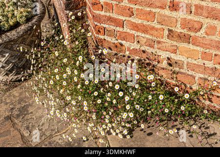 Erigirons annus (daisies) in late winter sun, against a red rustic historic brick wall with potted succulents behind . Surrey UK Stock Photo