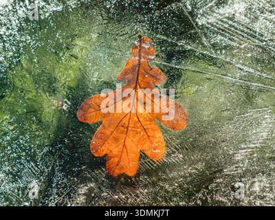 Oak leaf trapped in ice on greenhouse glass roof, backlit by winter sunshine. Seasons garden freeze nature beauty cold garden. Years end concept . Stock Photo