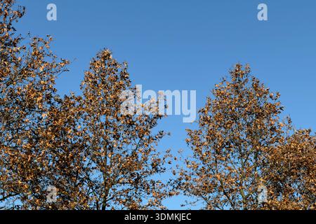 Looking up at the beautiful brown autumn leaves on tree branches contrasting with the bright blue sky on a clear day, perfect for seasonal nature them Stock Photo