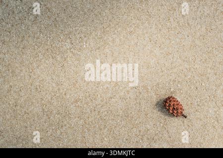 Small Brown Seed Pod on Sandy Beach Texture Background Stock Photo