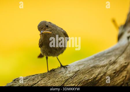 A juvenile Black Redstart bird (Phoenicurus ochruros) stands on a weathered log with a worm in its beak against golden bokeh Stock Photo