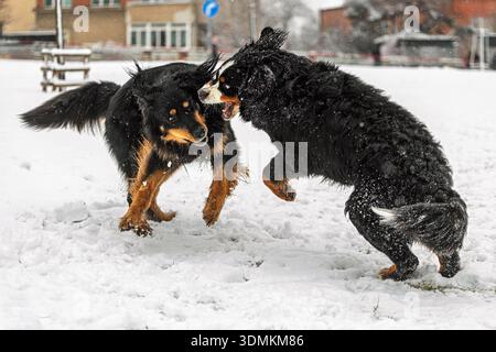 Hovawart Dog (Canis lupus familiaris) wrestles with a Bernese Mountain Dog in falling snow at park. Stock Photo