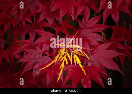 Yellow Japanese maple leaf on vine maple tree in autumn. Oregon Stock Photo