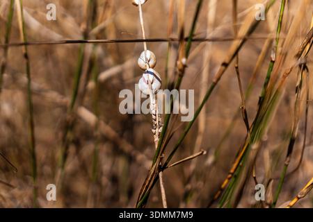 Snails are perched on a thin stalk of dry grass, amidst a background of more dry grass and a few green stalks Stock Photo