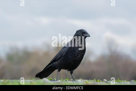 Portrait of a lone carrion crow, in winter, with soft blurred background, London,England,  UK. Urban wildlife. Stock Photo