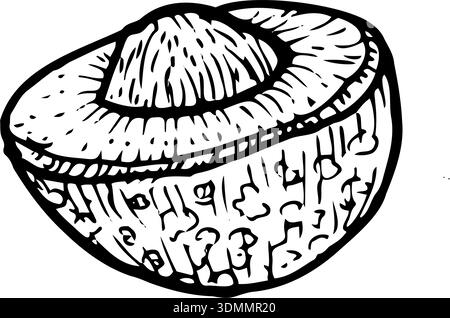 Longan fruit half with bone vector illustration isolated on a white background, created in retro sketch style with detailed linear engraving. Stock Vector