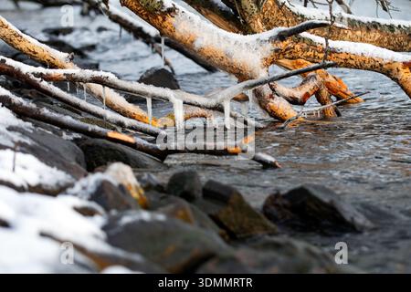 Icicles under a log in the Baltic sea. sunny afternoon on the beach Stock Photo