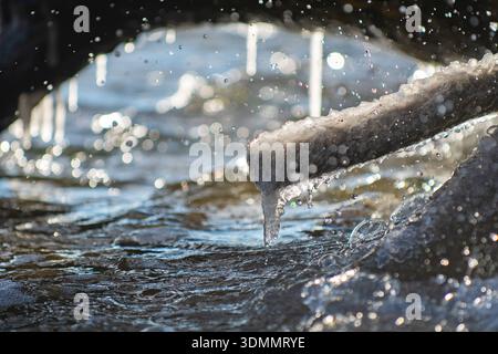 Icicles under a log in the Baltic sea. sunny afternoon on the beach Stock Photo