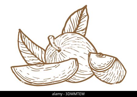 Caimito whole and slices vector illustration isolated on a white background, created in retro contour and hand drawn sketch style. Stock Vector