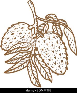 Soursop fruit on branch with leaves outline. Engraving guanabana vector illustration, hand drawn sketch of exotic fruit on branch. Stock Vector
