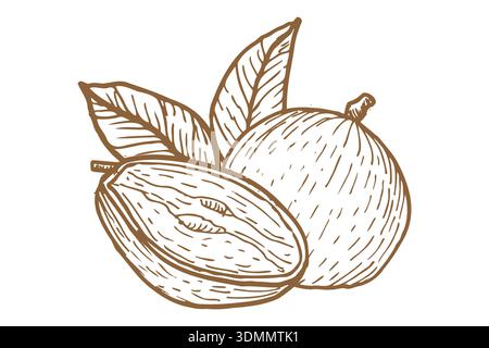 Caimito cut fruit vector illustration isolated on a white background, drawn in classic botanical line art style. Stock Vector