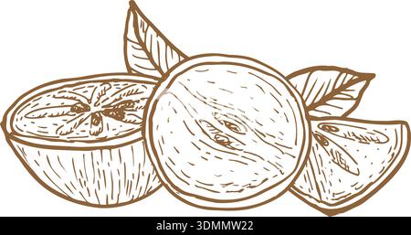 Tropical fruit vector illustration including caimito, isolated on a white background in vintage line art style. Stock Vector