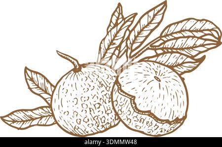 Illustration of longan whole fruit with halves and bones. Vector illustration of tropical fruit isolated on transparent in vintage linear style. Stock Vector