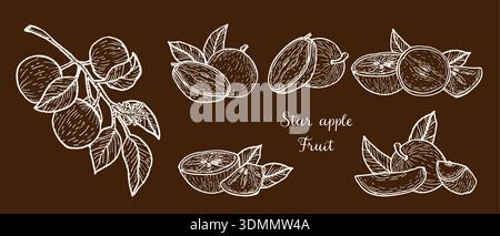 Set of star apple cainito sketch on dark background. Hand drawn vector illustration in vintage linear style. Caimito tropical fruit for food packaging. Stock Vector