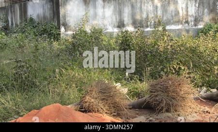 Uprooted Trees and Rootballs in Overgrown Backyard Next to Weathered Concrete Wall and Debris Stock Photo
