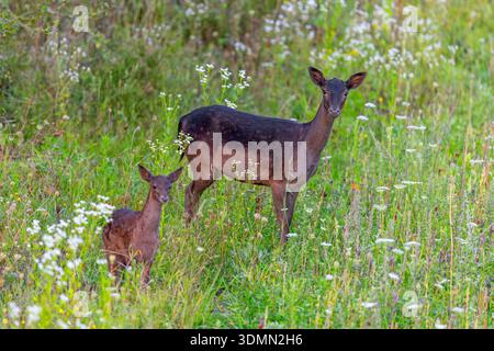 European fallow deer (Dama dama) doe / female with fawn foraging in grassland / meadow with wildflowers in summer Stock Photo