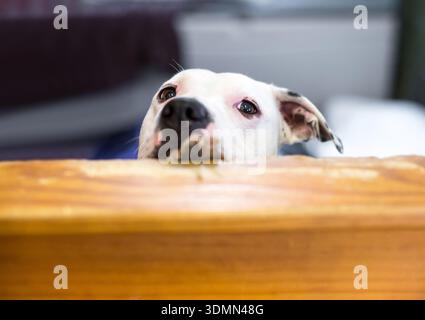 A white mixed breed dog peeking over a wall Stock Photo