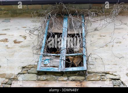 A weathered blue window with peeling paint, broken glass, and dry vines on an old stone wall. Stock Photo