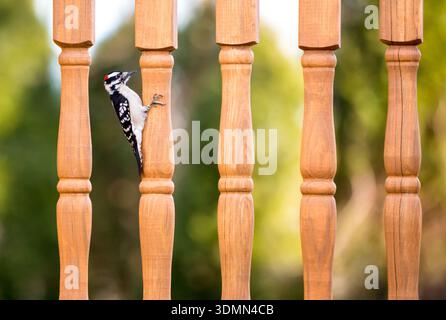 A male Downy Woodpecker (Dryobates pubescens) perched on a deck railing post Stock Photo