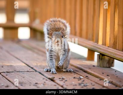 An Eastern Gray Squirrel (Sciurus carolinensis) sitting on a wooden deck surrounded by sunflower seeds Stock Photo