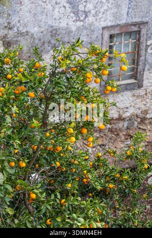Vibrant Citrus Branches Touch Weathered Surface. Seasonal Harvest Scene With Lush Orange Branches Against Rustic Weathered Wall And Charming Window Stock Photo