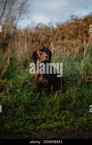 A brown dog is standing in tall grass. The dog is wet and he is looking at the camera Stock Photo