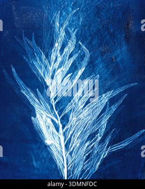 Monotype print assembled on a gelatine  plate, of a leaf of Grevillea robusta,  southern silky oak Stock Photo